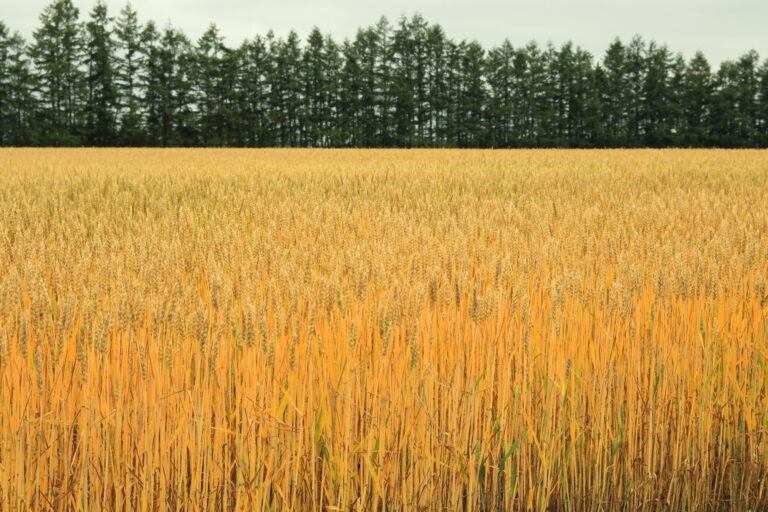 十勝・収穫間近の小麦畑の様子