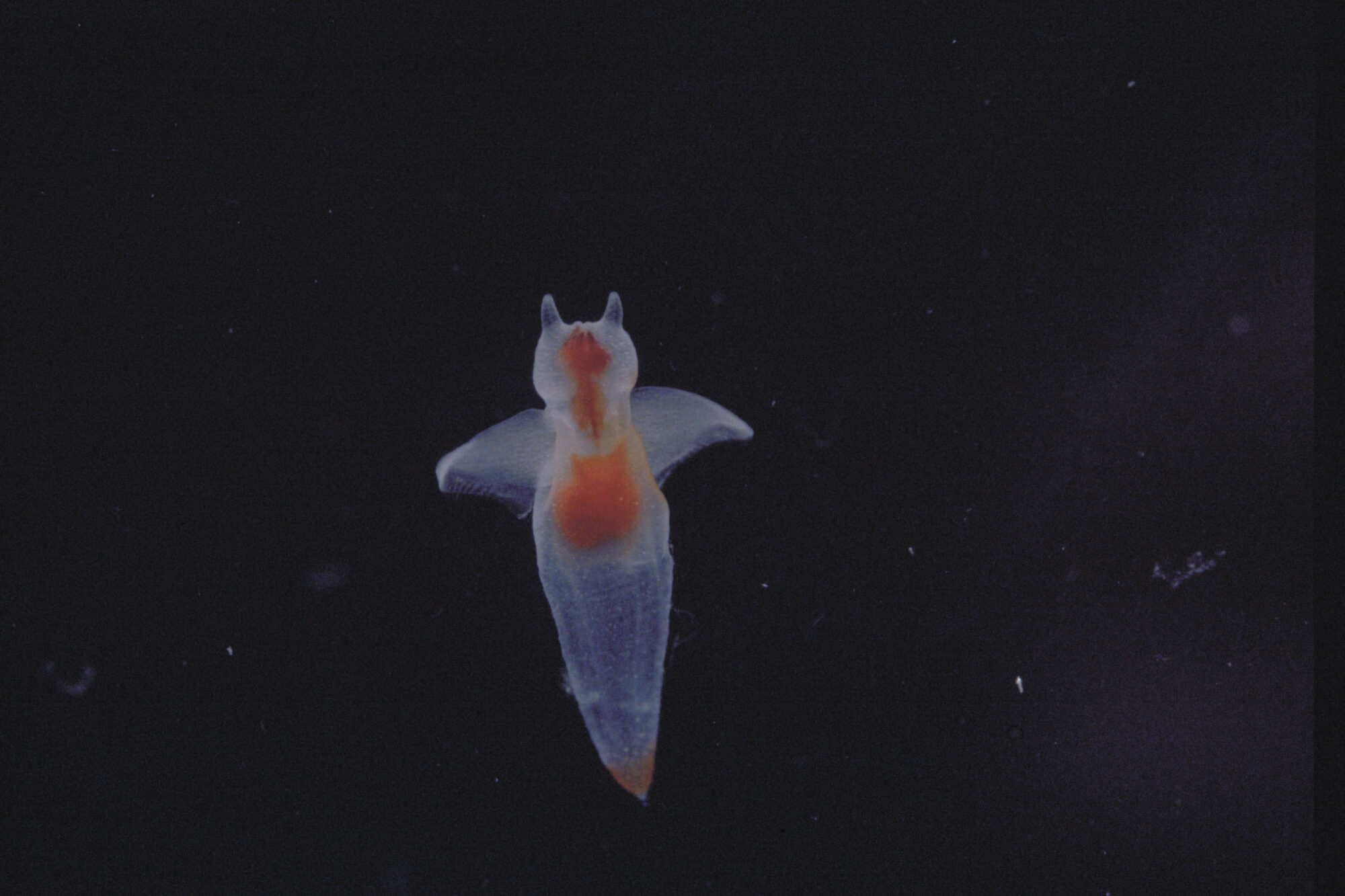 冬に見られる動物・流氷の天使「クリオネ」の写真