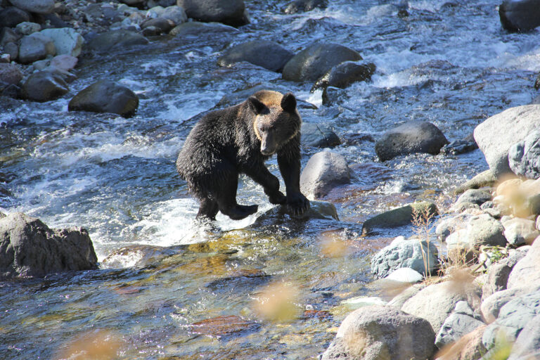 知床・川にいるヒグマの写真