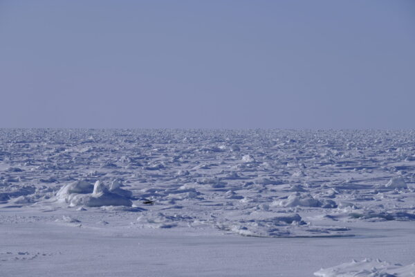 海一面を覆い尽くす流氷の画像
