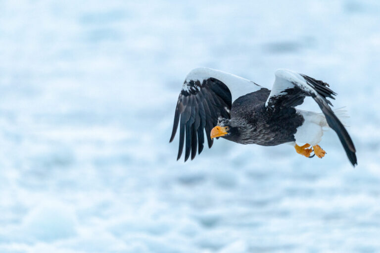 ひがし北海道の野生動物 流氷の上を飛ぶオオワシ