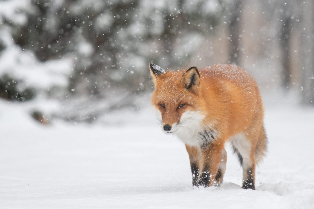 ひがし北海道の野生動物 雪の上を歩くキタキツネ