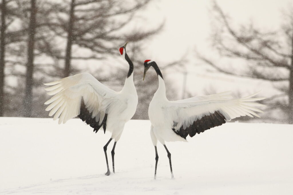 ひがし北海道の野生動物 翼を広げるタンチョウ